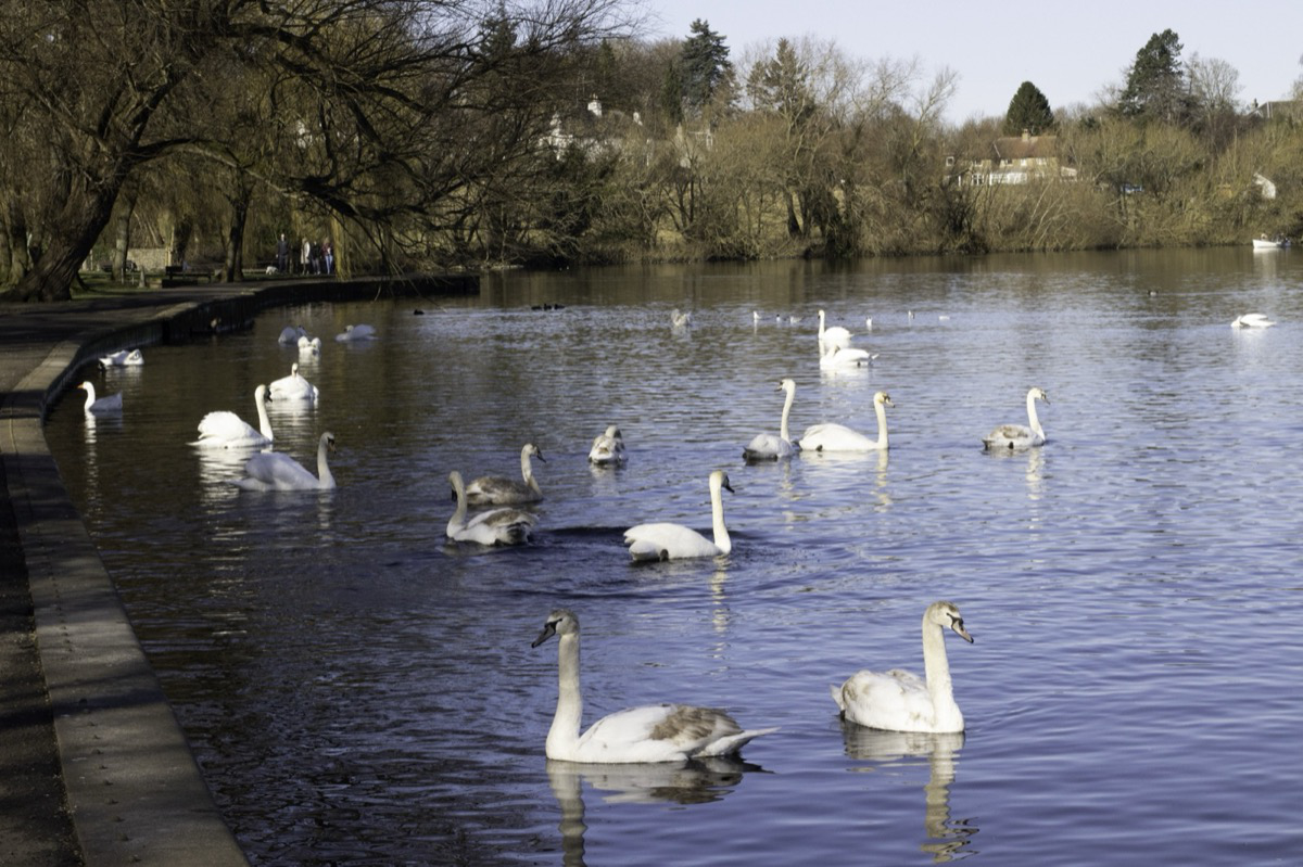 Swans at Linlithgow Loch
